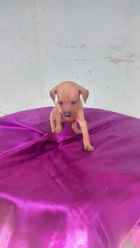 Pinscher macho e fêmea 