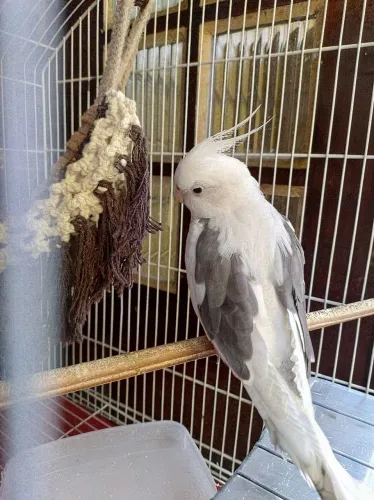 Gaiola
