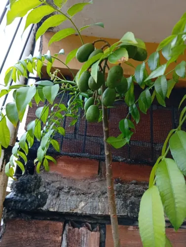 Mudas de cajarana produzindo.