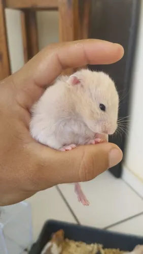 Vendo Hamsters