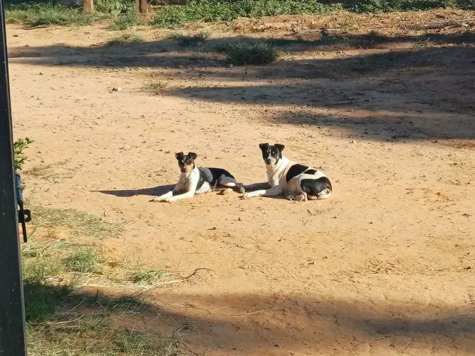 Fox paulistinha 