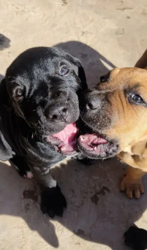 Filhotes de fila Brasileiro 