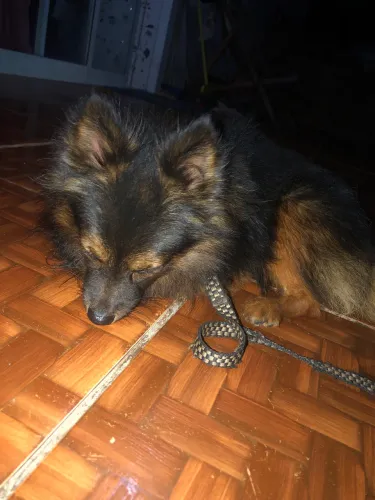 Cachorro Lulu da Pomerânia Raposa