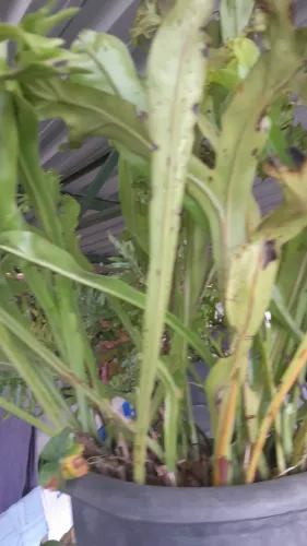Plantas já pegadas