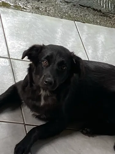 Doação de cachorrinha