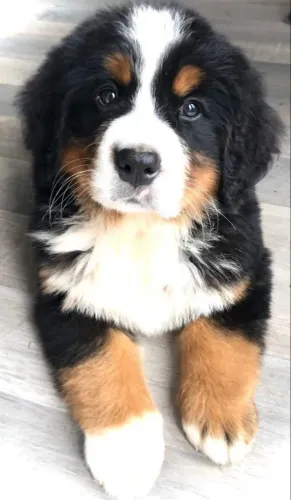 Filhotes de Bernese | Filhote carinhoso e cheio de personalidade.