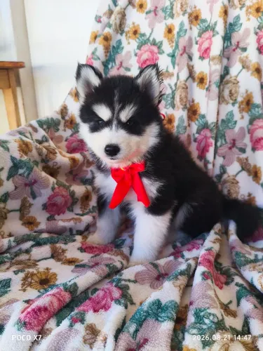 Filhote de husky siberiano macho