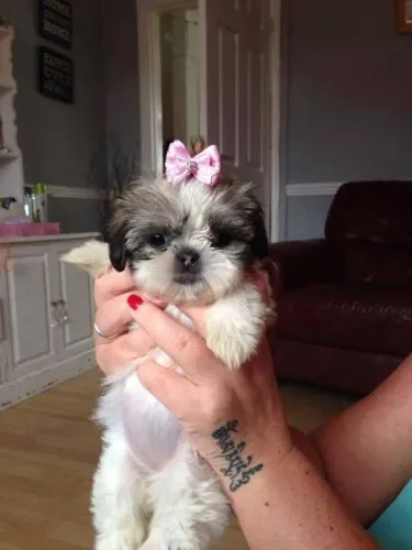 Filhotes shih tzu/shitzu dócil e saudável de ótima genética selecionada