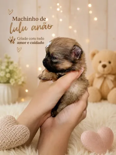 Machinho de Spitz/lulu Anão 