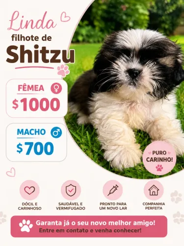 Lindos filhotes de Shitzu