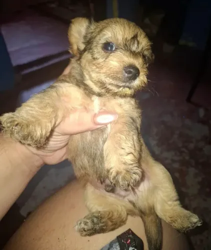 Poodle toy