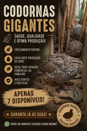 Codornas gigantes 