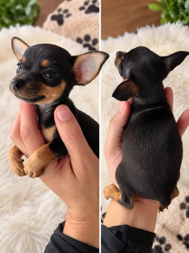 Fêmea Pinscher (pais são 0) leia o anúncio 