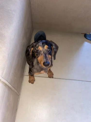 Cachorro 