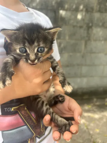 Gatinhas para doação