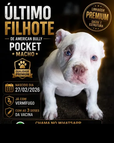 Filhote American Bully Pocket(macho filhote de alto padrão último filhote)