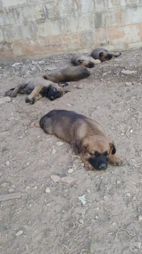 Filhotes de Malinois adestrados
