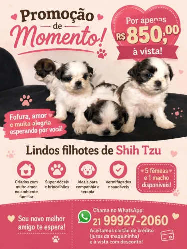 Shitzu puros oportunidade 