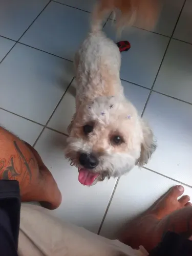 Adoção Responsável