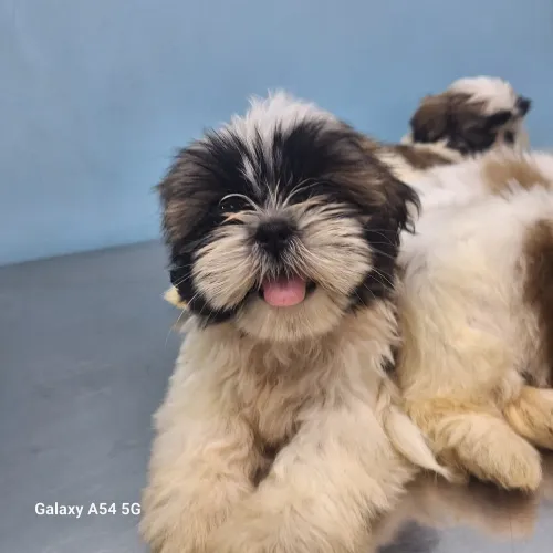 Filhote Shih Tzu