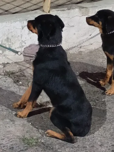 Rottweiler fêmea