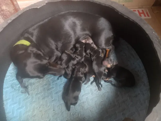 Filhotes de Dachshund (salchicha)