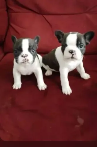 Buldogue Francês