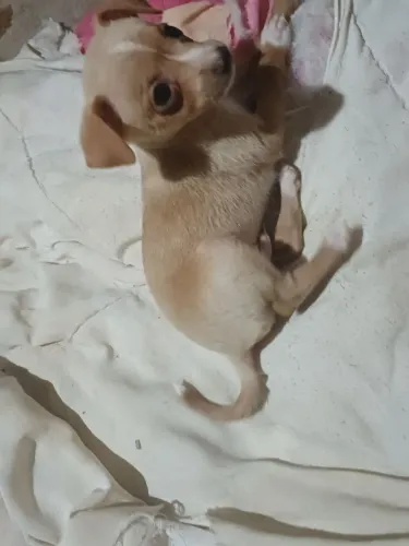 Vendo filhote de pincher 2 meses( macho)s