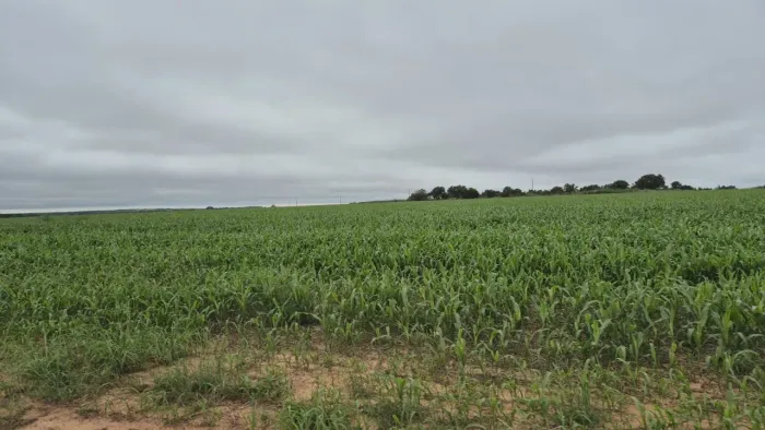 Fazenda de arrendamento Soja 1.570 hec plantando em Água Boa MT.