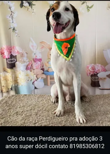 Cão da raça Perdigueiro pra adoção 