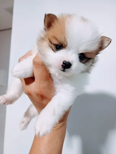 Lulu padrão boo com 48 dias vermifugado