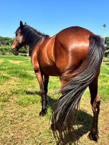 Vende égua MangaLarga SEM PAPEL