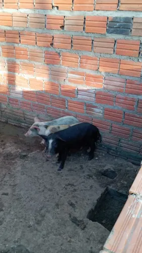 Porcos a venda