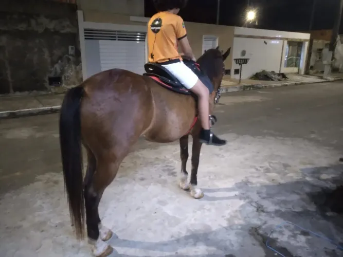 Cavalo mestiço quarto de milha já entrego selado e com cabresto de cabeçada