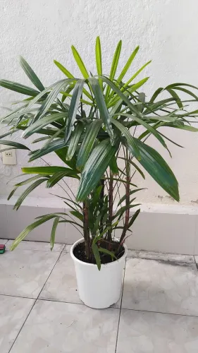 Planta rafia, est super bonita, bem verdinha.