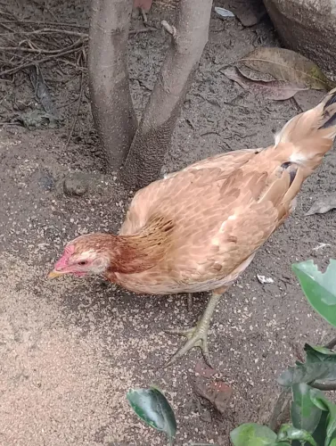 Galinhas 