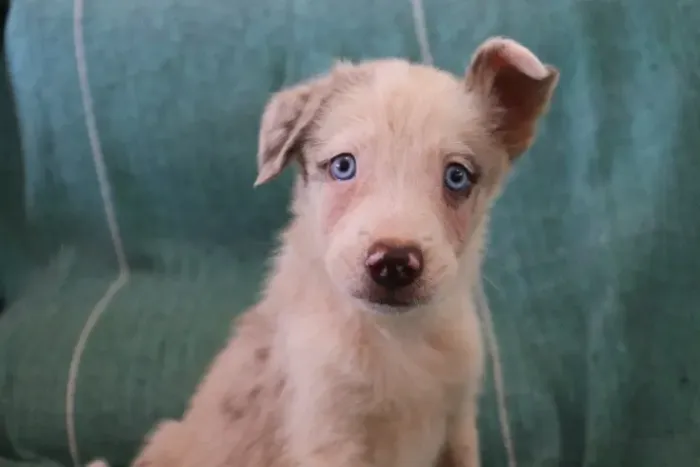 Filhotes Border Collie com pedigree, excelente linhagem e saude