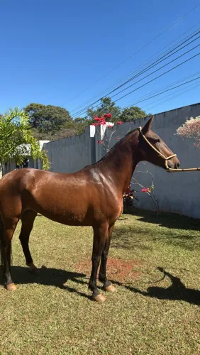 Égua Mangalarga