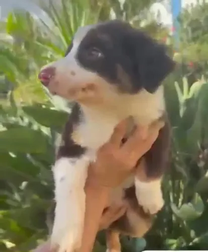 Border collie muito esperto e companheiro