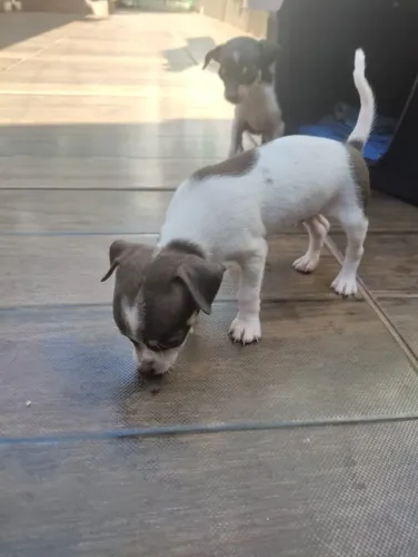 Filhotes machos de pinscher n 1