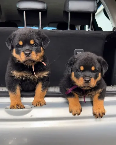 Filhotes de rottweiler cabeca de touro ...pedigree grátis 