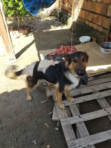 Cachorro pastor alemão