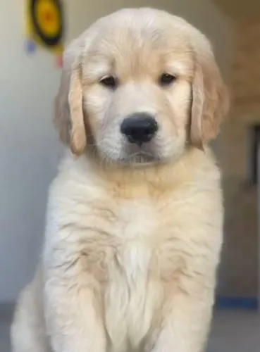 Filhotes Golden Retriever