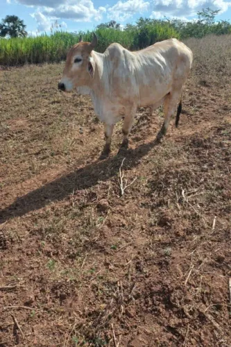 VENDE-SE BOI NELORE COM GIR (VALOR PARA NEGOCIAÇÃO)