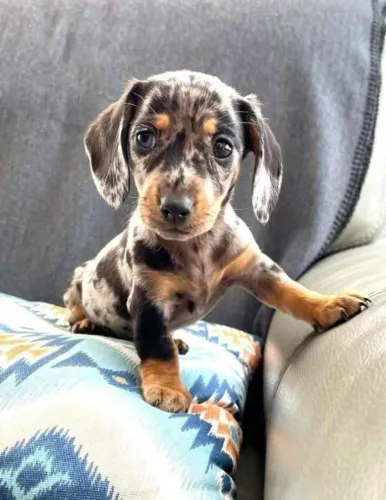 Basset teckel companheiro ideal 