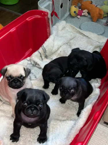 1 Filhote Pug preto Macho 45 dias vacinado