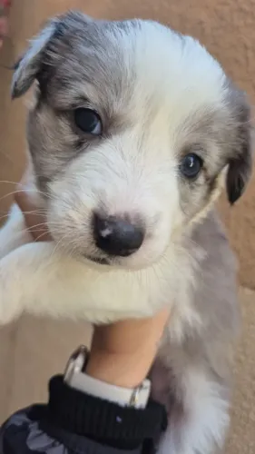 Filhotes de Border Collie | Um raio de alegria.