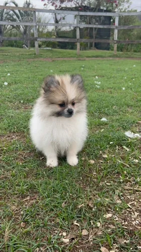 Vende-se filhote de Lulu da Pomerania Macho