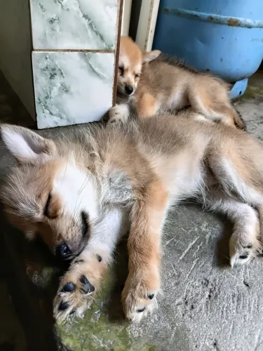 Fox Splitz alemão 