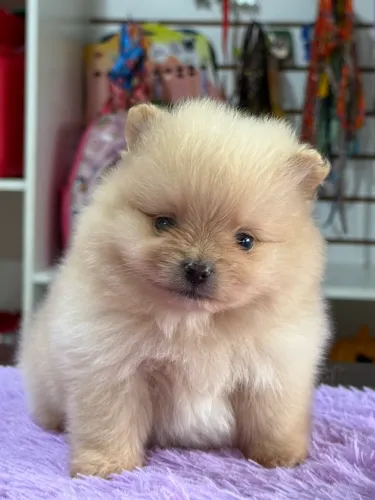 Spitz Alemão